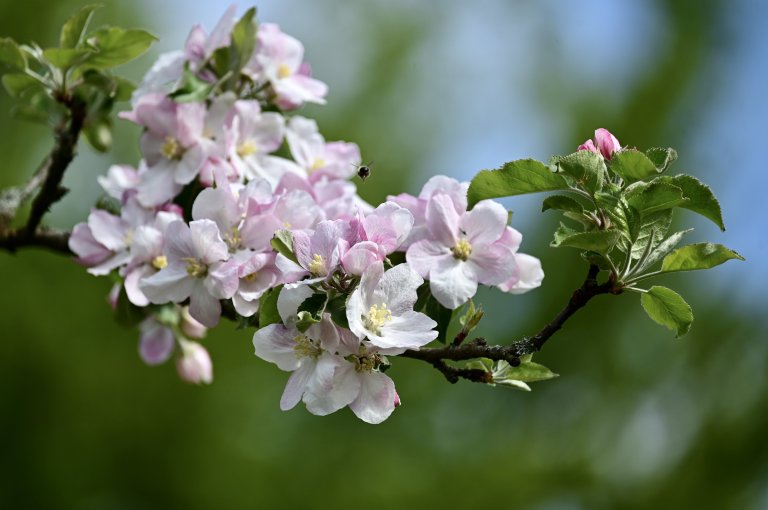 Apfelblüte
